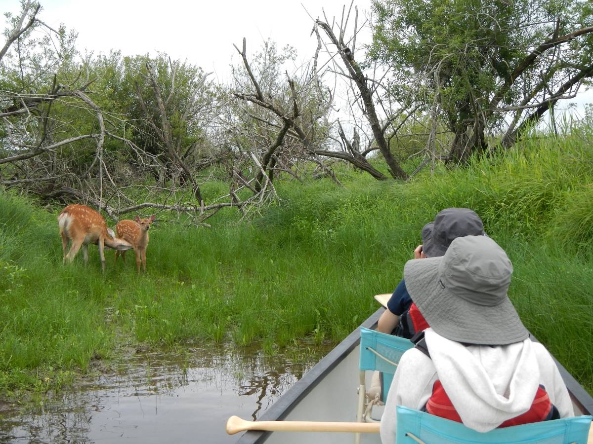 アレキナイ川：エゾシカ
