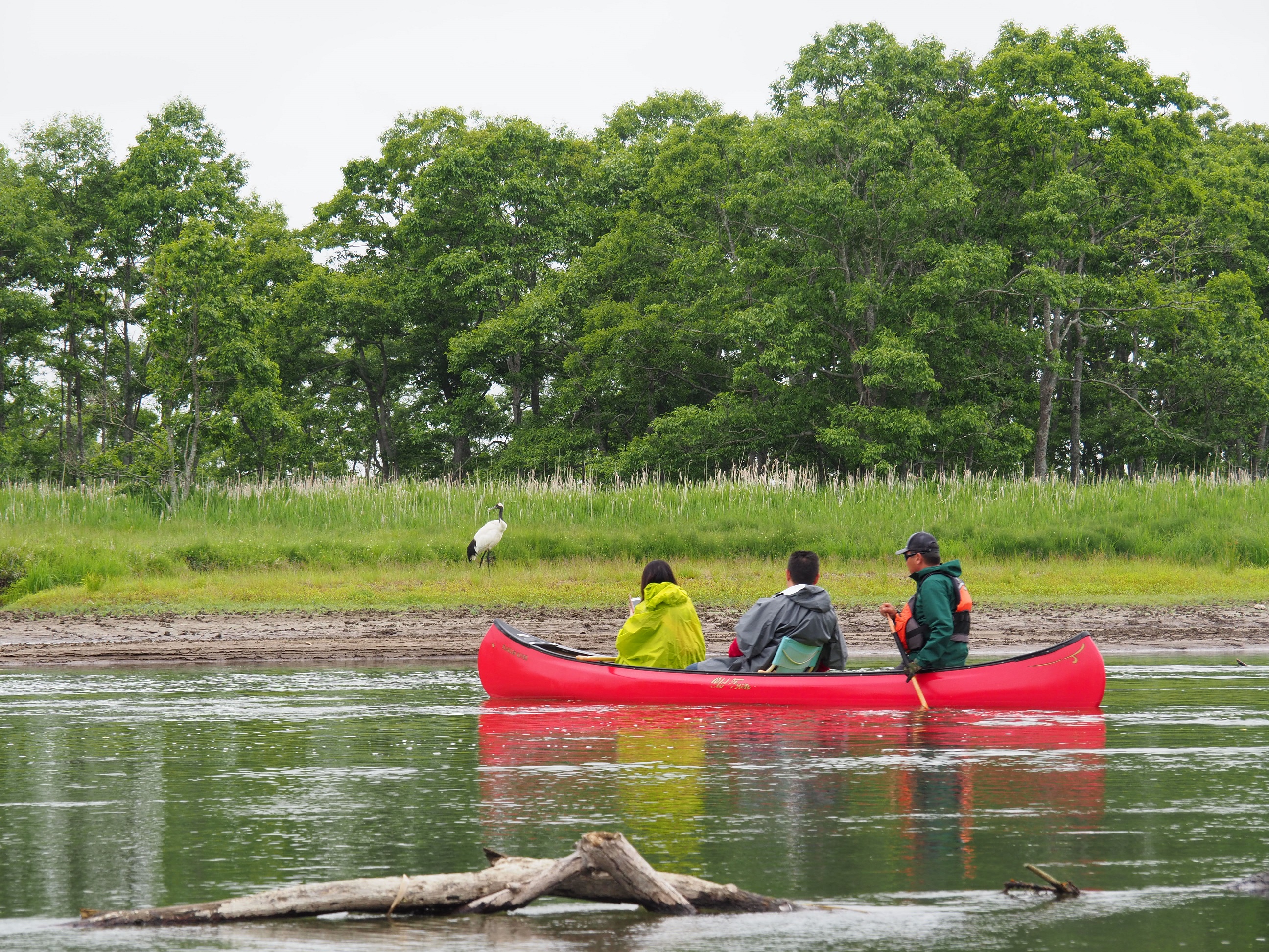 夏の釧路川カヌーツーリング